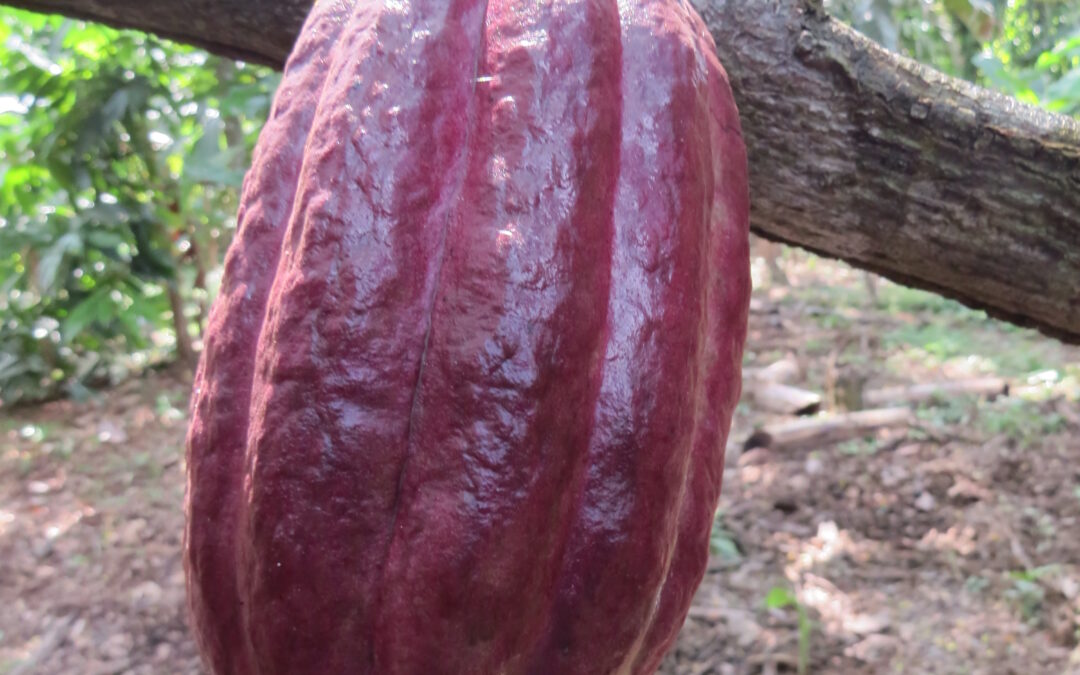 EL ‘TRIÁNGULO DEL CACAO’, uno de los más exitosos proyectos de sustitución de cultivos ilícitos en Colombia