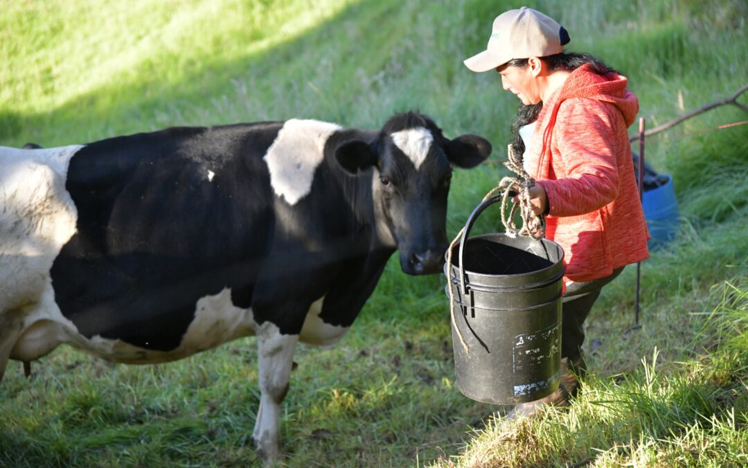 En el Día Mundial de la Leche, la Agencia de Desarrollo Rural reafirma su compromiso con el sector lácteo.