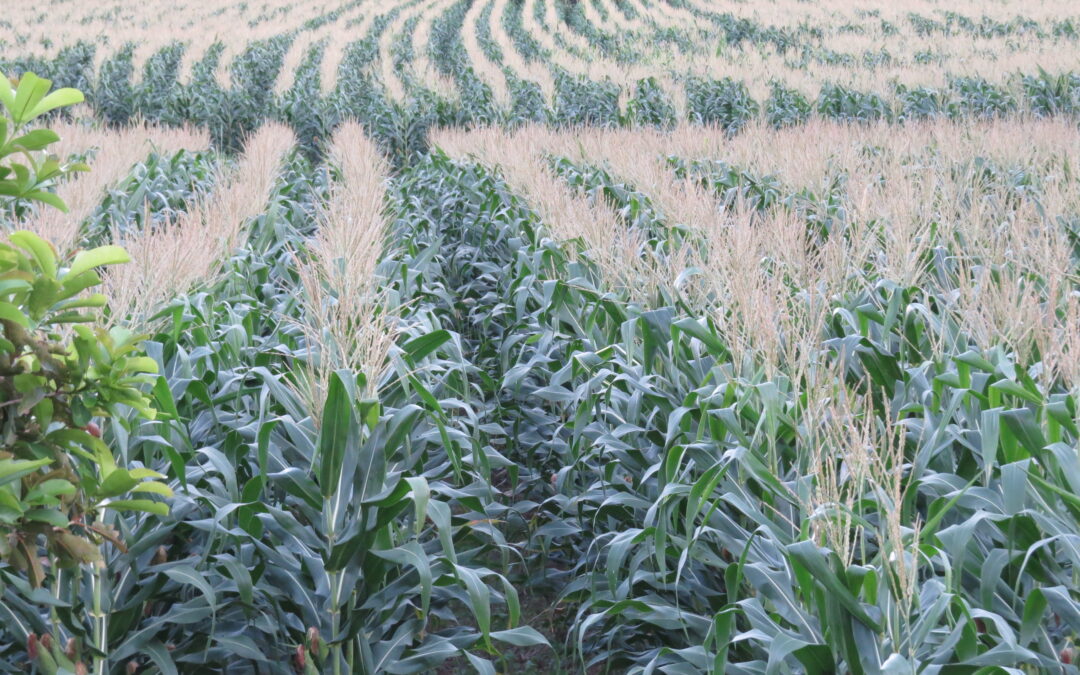 EL BURROMAESTRE DE PAZOPOLIS, SE LAS VOLVIÓ HACER “A LOS SIERVOS DE LA GLEVA”.