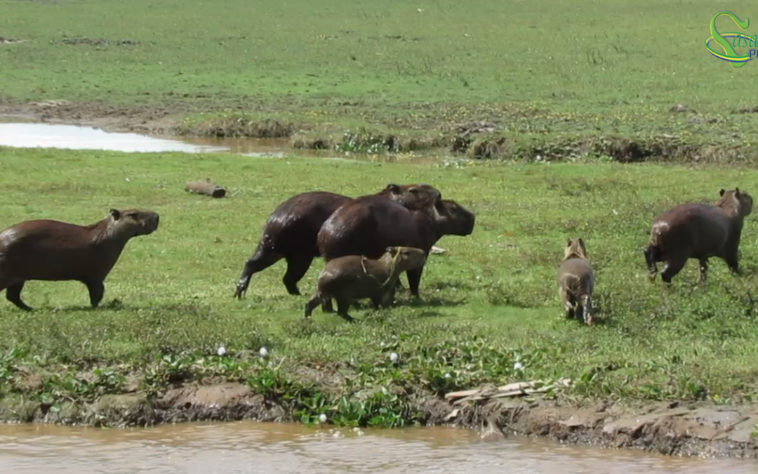 MATAR CHIGÜIROS ES UN DELITO, Gobierno NO autorizará la caza comercial: Ministra de Ambiente.